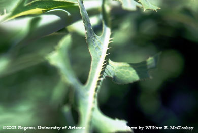Photo of a Prickly lettuce