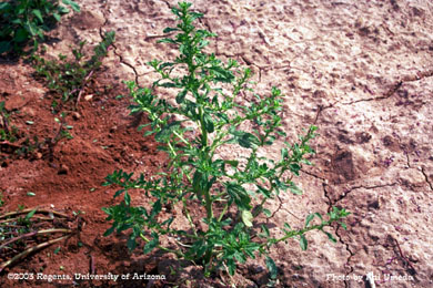 Photo of a tumble pigweed