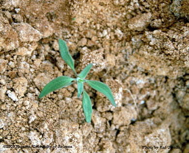 Photo of a silversheath knotweed