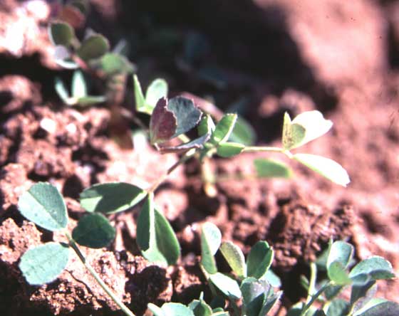 Photo of red veins on alfalfa seedlings.