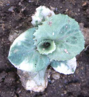 Photo of glyphosate caused chlorosis on lettuce seedlings.