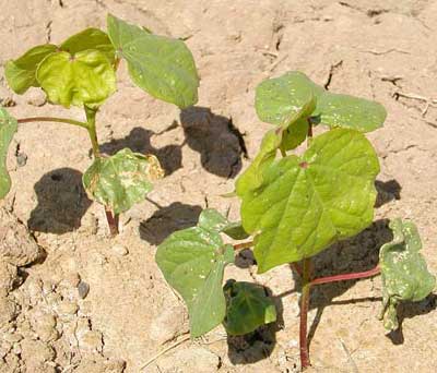Photo of cotton plants with lime green and cupped upper leaves.