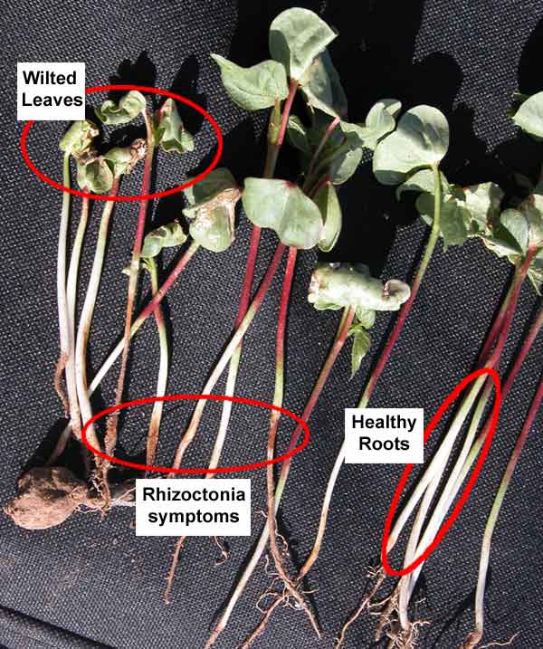 Photo of cotton seedlings.  Shows the wilted leaves and necrotic stem/root lessions on rhizoctonia infected seedlings and the healthy white roots of uninfected seedlings.