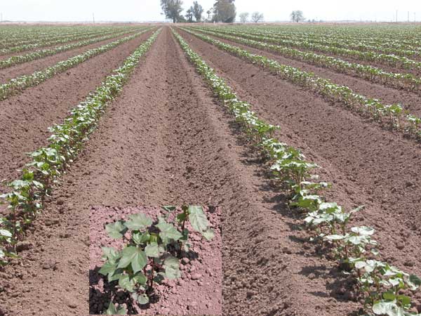 Photo of a field of larger cotton sedlings (5 nodes?).  There is an inset closeup photo of the seedlings.