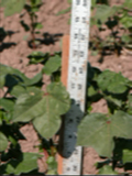 Blurry photo of a cotton seedling with a ruler standing beside it.