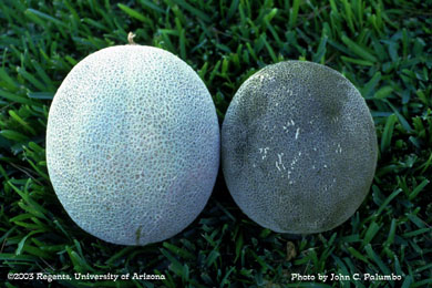 Sooty mold and honeydew contamination on untreated melons