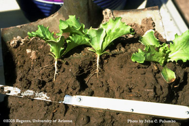 Lettuce root development at thinning stage