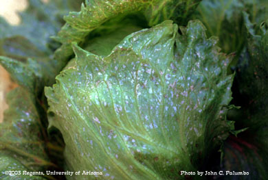 Severe thrips scarring on head lettuce 