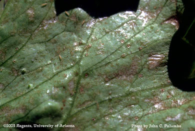 Thrips scarring on head lettuce 
