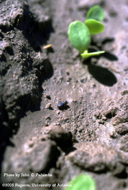Ground beetle in seedling lettuce