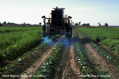 Insecticide being applied to cauliflower with an electrostatic sprayer 