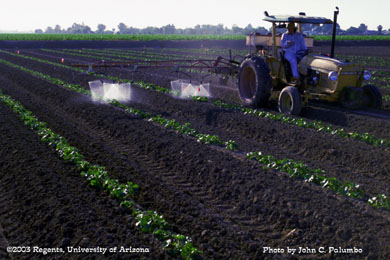 Directed sprays of insecticide being applied to melons with a conventional sprayer.   