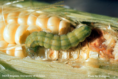 Corn earworm larva 