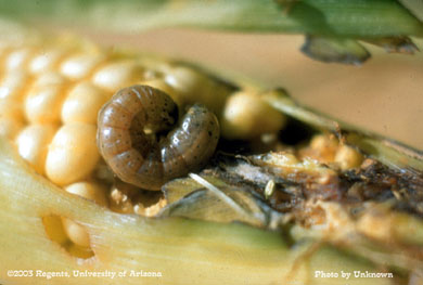 Fall armyworm larva