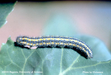 Southern cabbage worm larva
