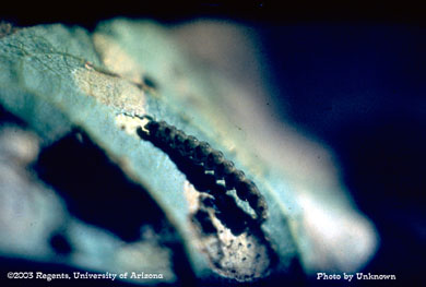 Cotton leaf perforator larva