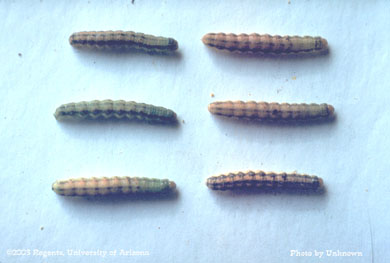 Corn earworm color patterns