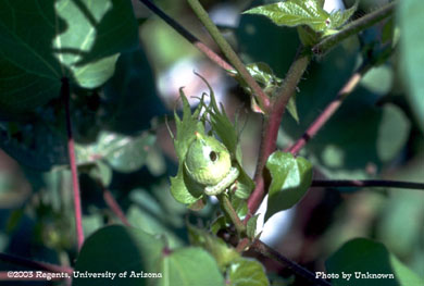 Heliothine larva (bollworm/budworm) and entrance wound on a cotton boll