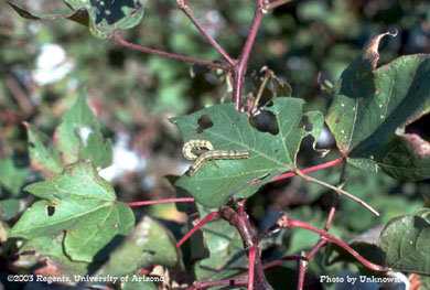 Heliothine larvae (bollworm/budworm) on cotton plant