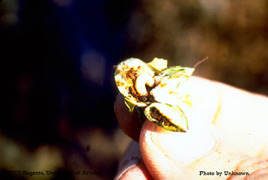 Boll weevil larva, Dome Valley, AZ