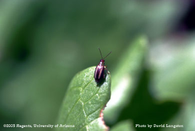 Photo of a striped flea beetle on a cucurbit.