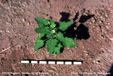 Photo of a Common lambsquarters
