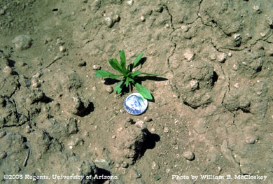 Photo of a horseweed
