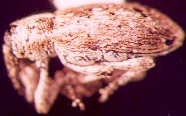 Photo of Coleoptera: Curculionidae 