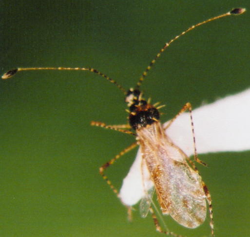 Photo of Hemiptera: Berytidae 