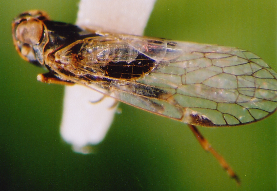 Photo of Homoptera: Cixiidae 