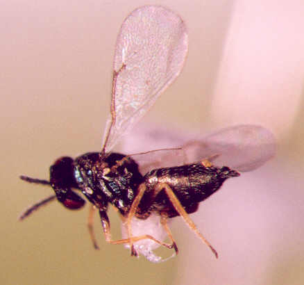 Photo of Hymenoptera: Eulophidae 