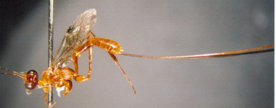 Photo of Hymenoptera: Ichneumonidae 