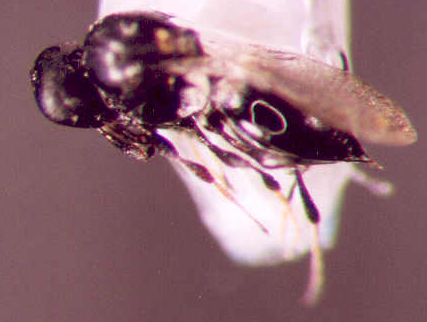Photo of Hymenoptera: Platygastridae 