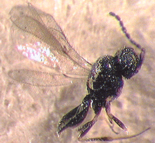 Photo of Hymenoptera: Scelionidae Telenomus 