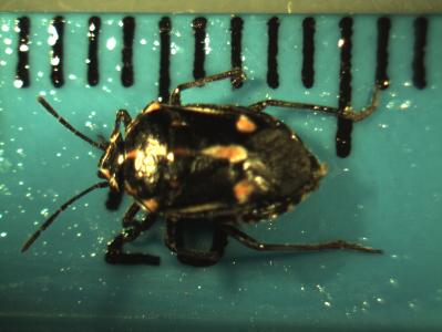 Adult Female Bagrada Bug on sticky trap.
