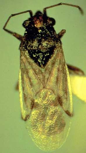 Photo of a mounted false chinch bug.