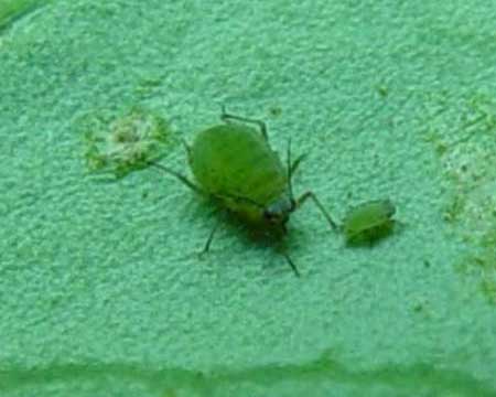Photo of a turnip aphid adult and juvenile on a broccoli leaf.
