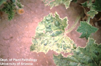 Photo of the chlorotic, crinkled leaves of cantaloupe infected with watermelon mosaic virus 2.