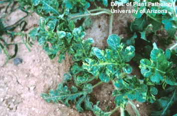 Photo of chlorotic veined watermelon leaves of a plant infected with zucchini yellows mosaic virus.