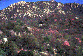 Tropical Dry Forest in bloom