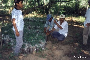 Small local nursery established for regional reforestation work