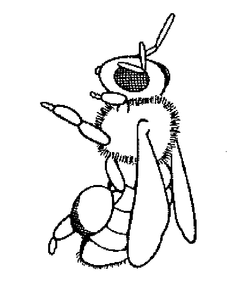 Pictures Of Insects To Colour In. encour age them to color