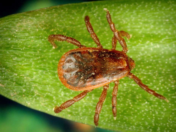 A male brown dog tick, Rhipicephalus sanguineus. Brown dog ticks are the primary vector for Rocky Mountain spotted fever in Arizona.