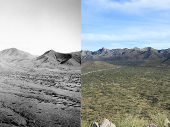 The photo on the left, taken by botanist David Griffiths on September 18, 1904, shows the view from Orphan Butte. The photo on the right was taken from the same viewpoint on October 2, 2018.