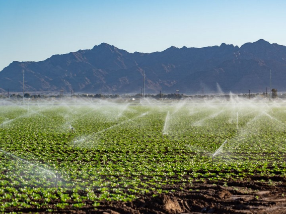 A green agricultural field is watered by a sprinkler irrigation system