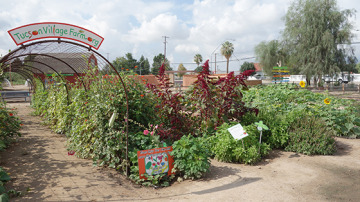 Tucson Village Farm garden