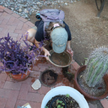 University of Arizona Cooperative Extension researcher Kathleen Walker checks a backyard planter dish for mosquito larvae.