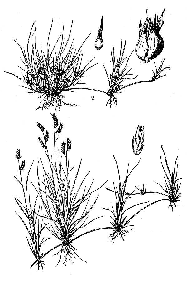 Buffalograss Line Drawing - Click here to enlarge image.