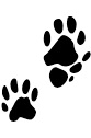 Ringtail Tracks: front foot above/back foot below