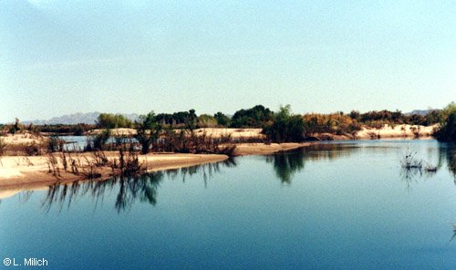 The Colorado River below Yuma, where it forms a short stretch of the border between the U.S. and Mexico
